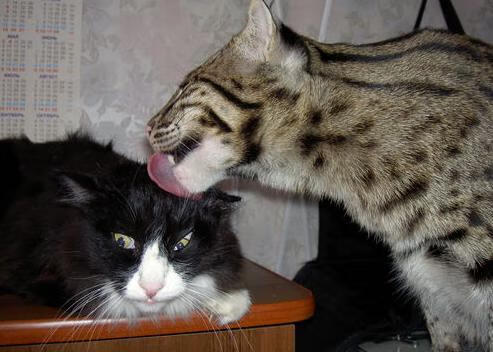 临界点，冠军之心在最后一圈跳动