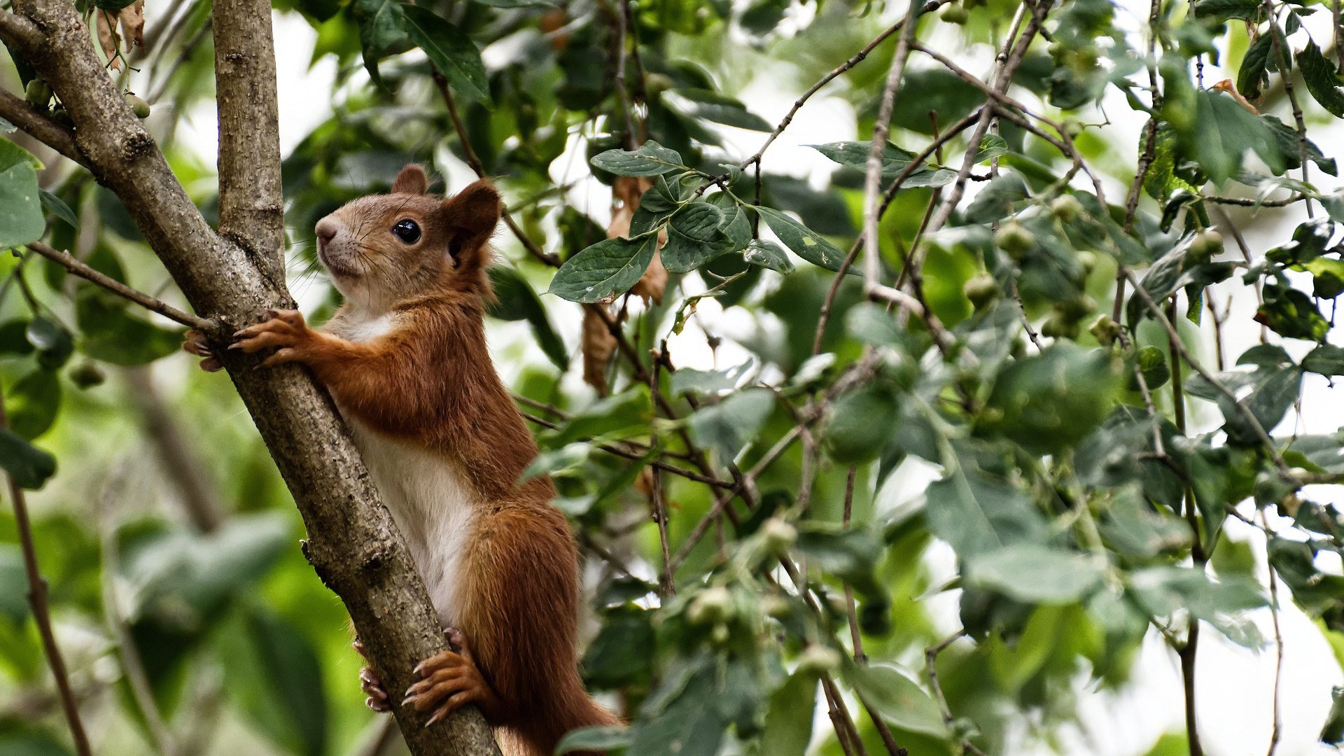 隔空对话，哈登狂砍生涯最高分，吉林速胜如疾风扫爵士