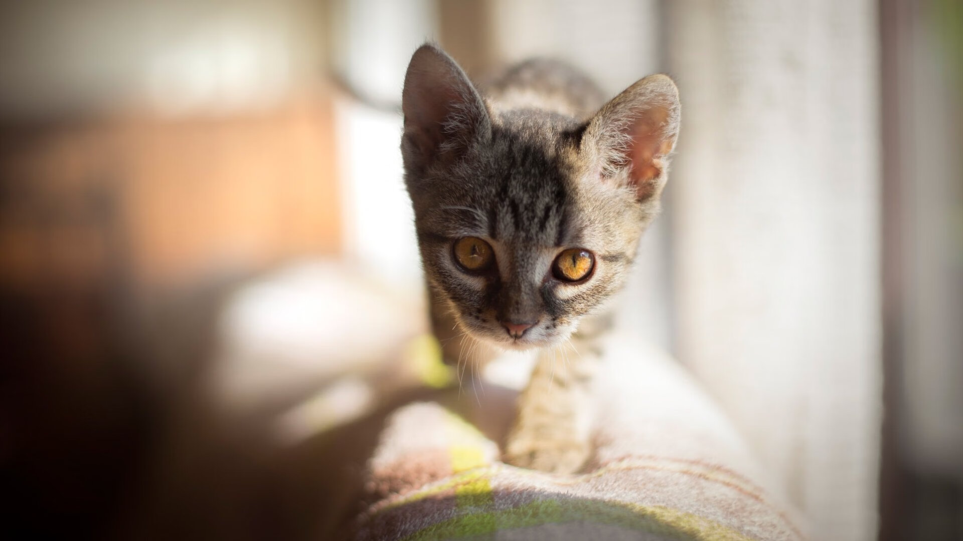 广厦血拼爵士，库里横跨大洋的绝杀救赎